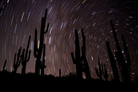Star trails swirl behind saguaro cacti